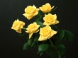Six Roses Wallpaer