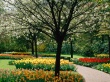 Tulips Park Wallpaer