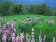 Halt Glade Wallpaer