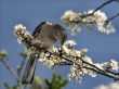 Mockingbird Wallpaer