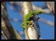 Green Lizzard Wallpaer