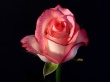 Pink Rose Wallpaer