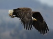 Raptor Away Wallpaer