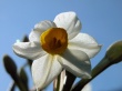 Daffodil Wallpaer