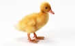 Quack quack Wallpaer