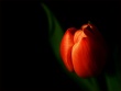 Discrete Tulip Wallpaer