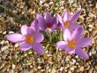 4 Crocuses Wallpaer