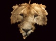 Wild Leaf Wallpaer