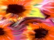 Sunflowers Wallpaer