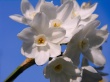 Daffodils Wallpaer
