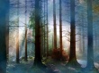 Fog in Forest Wallpaer