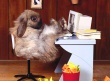 Easter Bunny at PC Wallpaer