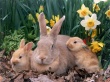 Palomino Rabbits Wallpaer
