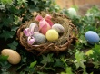 Eggs in a Nest Wallpaer