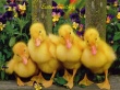 Ducks Greetings Wallpaer