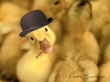 Ducky Greetings Wallpaer
