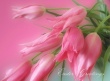 Easter Greetings Wallpaer