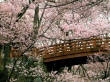 Cherry Blossom Wallpaer
