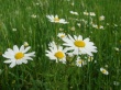 Spring flowers Wallpaer