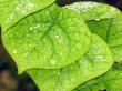 Water on leafs Wallpaer