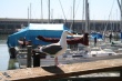 Posing Seagull Wallpaer