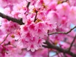 Cherry Blossom Wallpaer