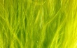 Raw Plumes Wallpaer