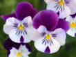 Park Flowers Wallpaer