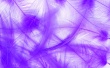 Purple Plumes Wallpaer