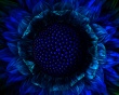 Flower Iris Wallpaer