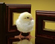 Little Chicken Wallpaer