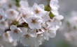 White Blossom Wallpaer