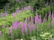 Field of Fireweed Wallpaer