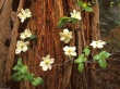Pacific Dogwood Wallpaer