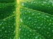 Fresh Green Wallpaer