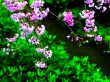 Spring Contrasts Wallpaer
