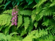 Fringed Orchid Wallpaer