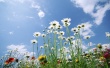 Sky Glade Wallpaer