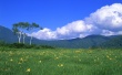 Around Trees Wallpaer
