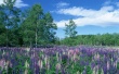 Purple Galde Wallpaer