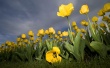 Against Sun Wallpaer