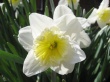 Daffodil Wallpaer