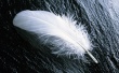 White Feather Wallpaer