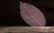 Transparent Leaf Wallpaer