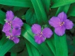 Spiderwort Flowers Wallpaer
