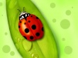 Lady Bug Wallpaer