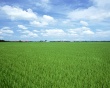 Loose Lands Wallpaer