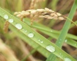 Seedy Ear Wallpaer