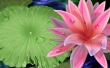Pink Lily Wallpaer