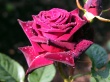 Velvet Rose Wallpaer